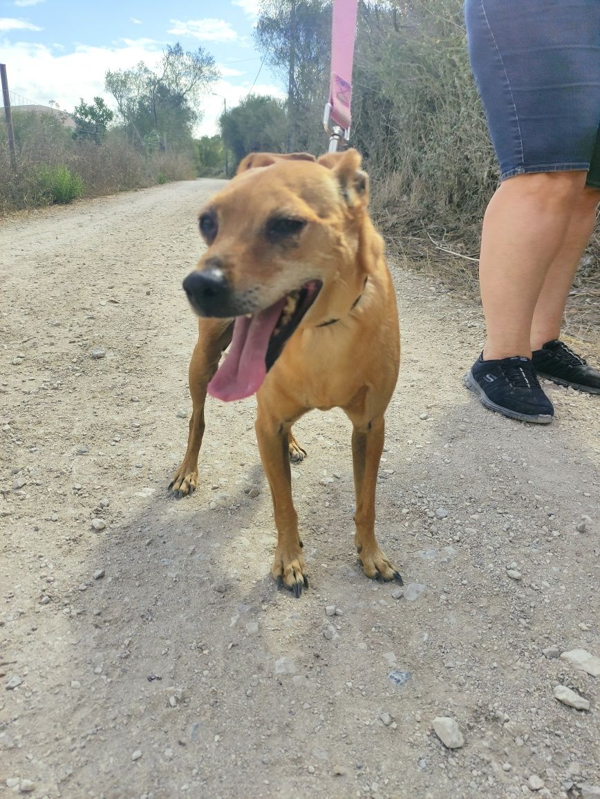 Tobias - cão porte pequeno para adoção