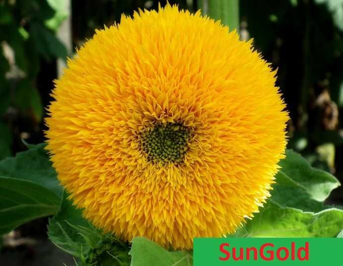 Słonecznik ozdobny MIX kolorów NASIONA * CERTYFIKAT * kwiat cięty