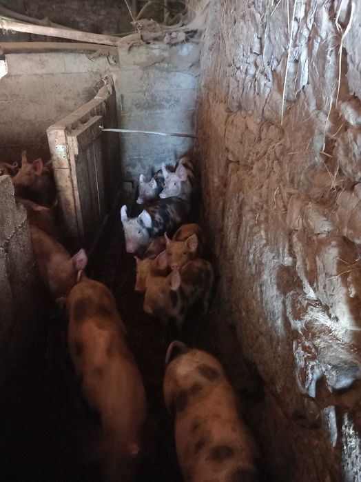 Vendo leitões para criar