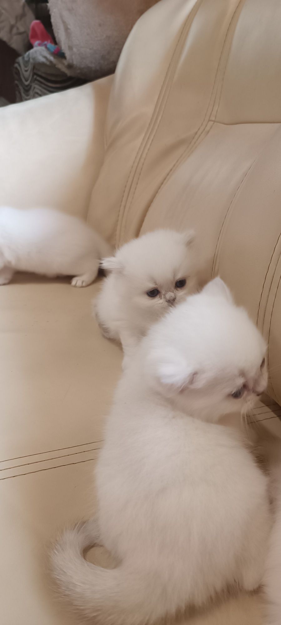 Шотландська біле кошеня шиншила