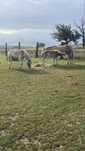 Haflinger klacze