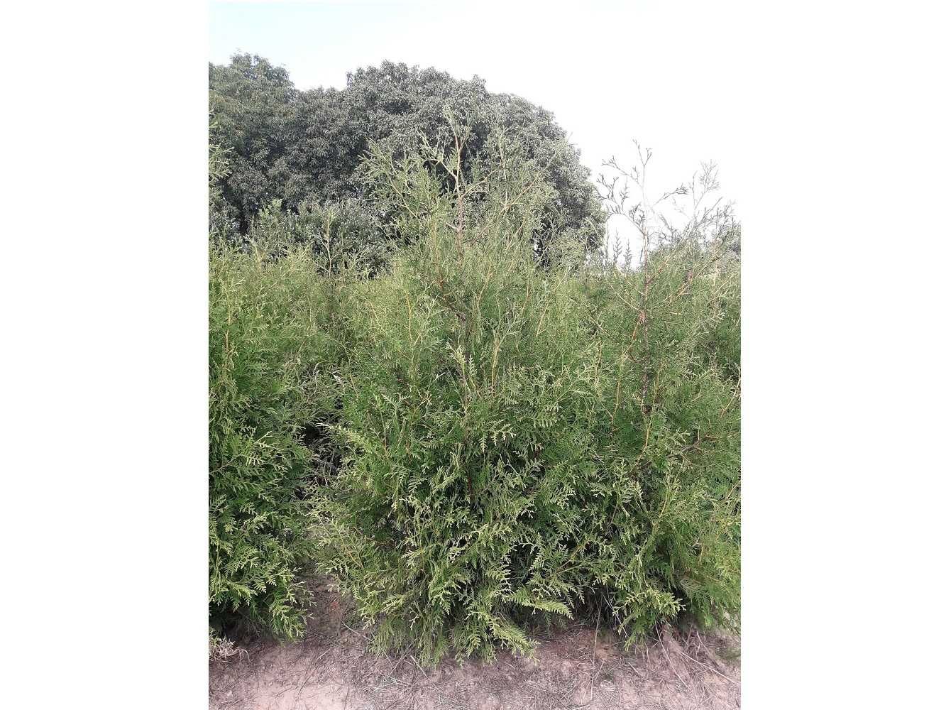 Thuja Brabant! 100,120,140,150,160 cm! Dostawa! Sadzenie! Tuje! Tuja!