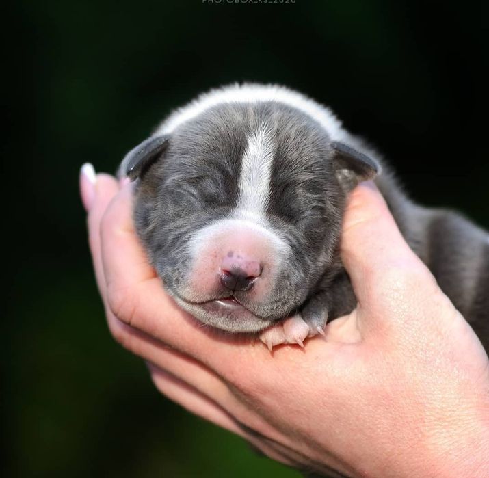 Голубые с белым и бело голубые малыши с родословной ..