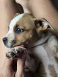 Gotowa do odbioru Suczka Amstaff American Staffordshire Terrier  ZKwP