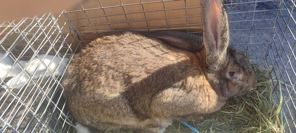 Продам КРОЛИКИ!!!