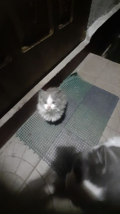 Кошенята рвуться до вас