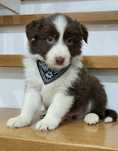 Border Collie czekoladowy Samczyk
