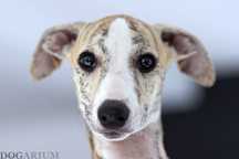 Uroczy samiec Dogarium Uadny whippet szuka domu na warunek hodowlany