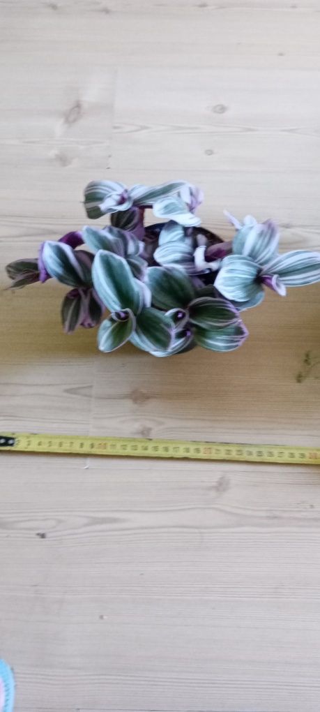 Cisus Peperomia trzykrotka