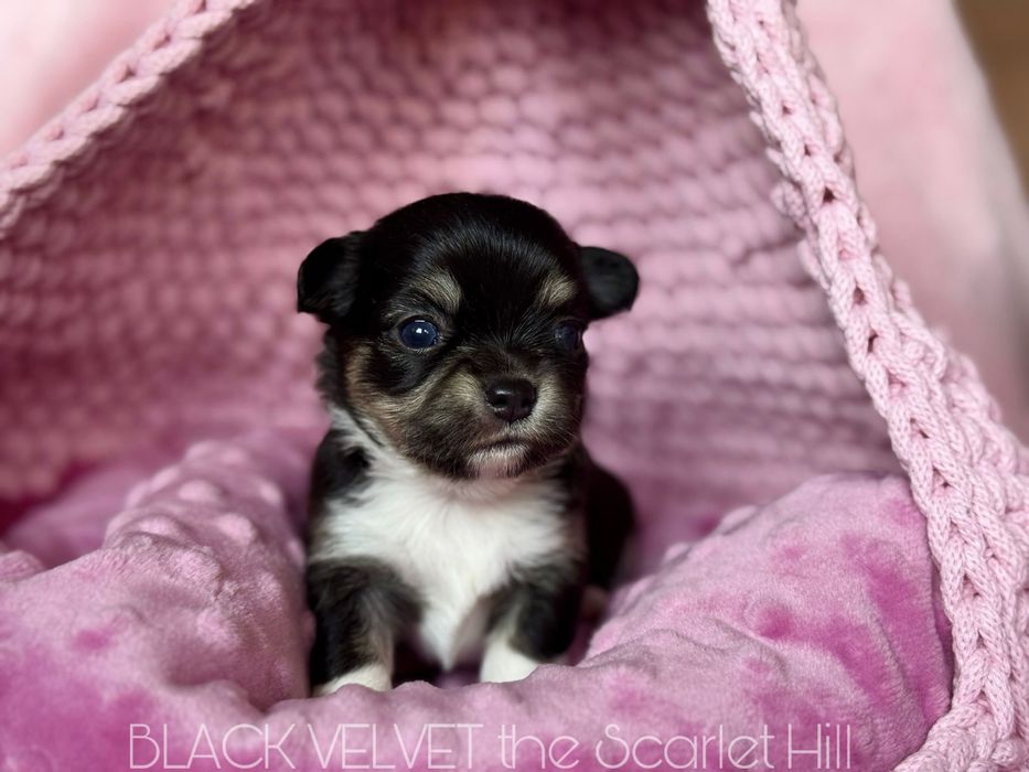 BLACK VELVET sunia szczenię chihuahua fci zkwp tricolor