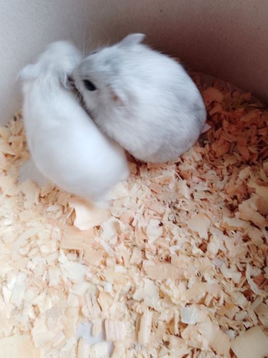 Джунгарские хомячки