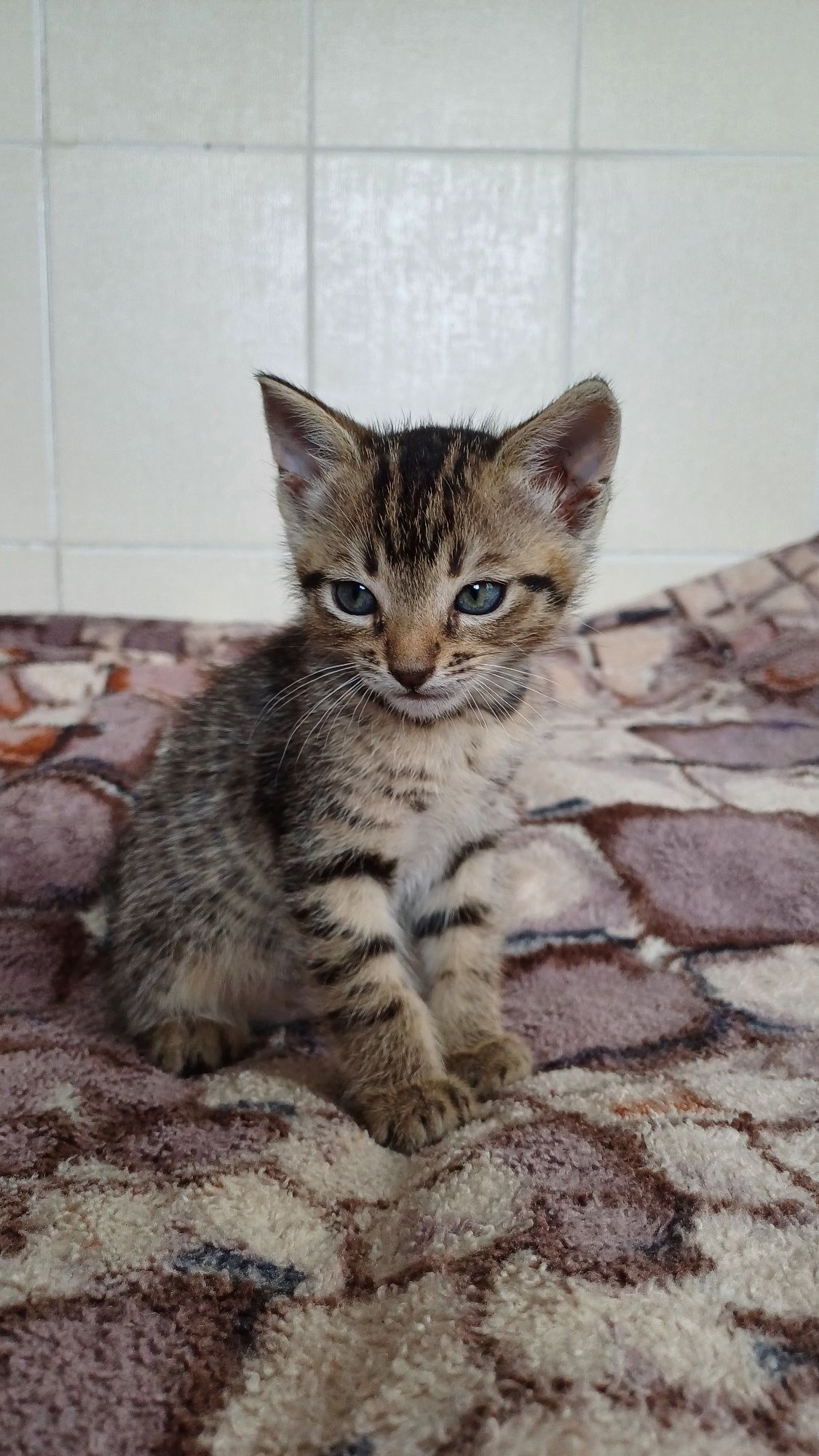 Кошеня хлопчик в хороші руки