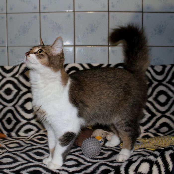 Кошечке нужен дом