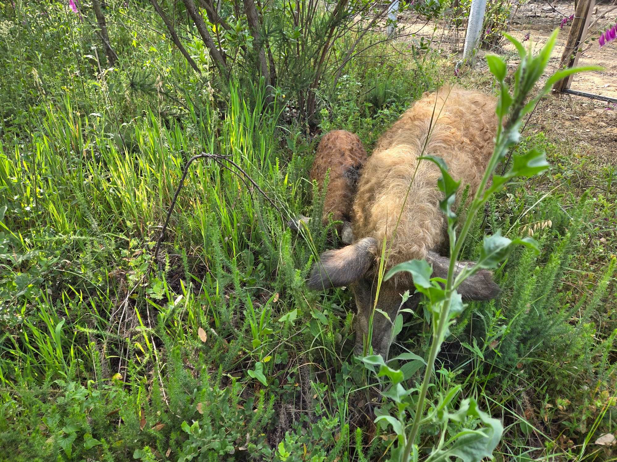 Porco ovelha (Mangalitsa)