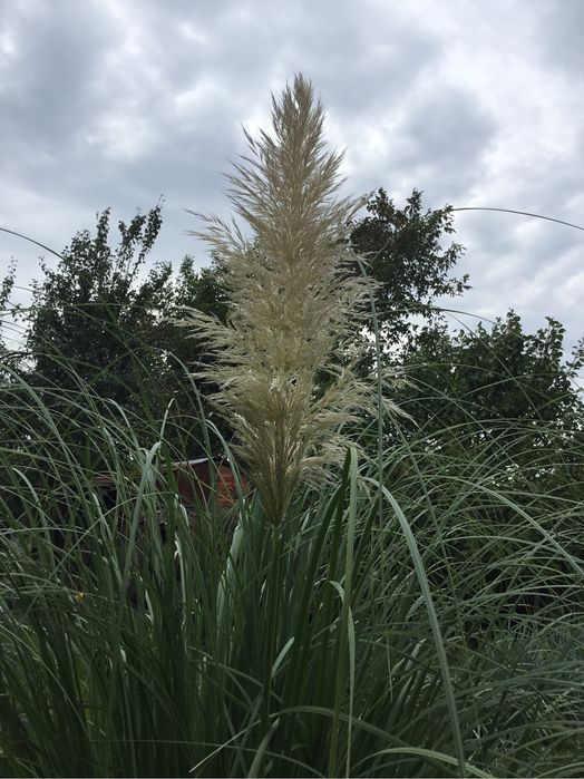 Кортадерия белая