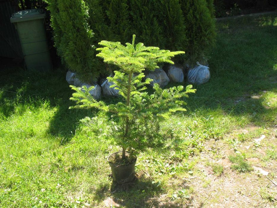 jodła koreańska 80 cm