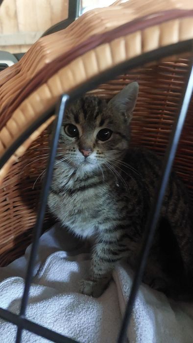 Bezdomna koteczka prosi o ciepły kąt,pilne !!!pilne!!!