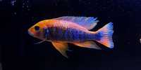 Sciaenochromis sp Purple pyszczaki Malawi World