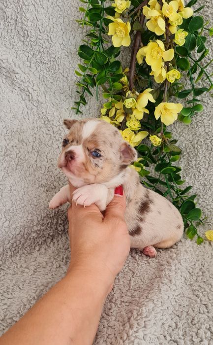 Excecional menino merle Chihuahua/Chiuaua. LinhagemRussa