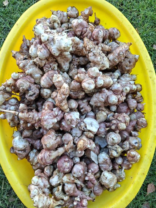 Topinambur bulwiasty