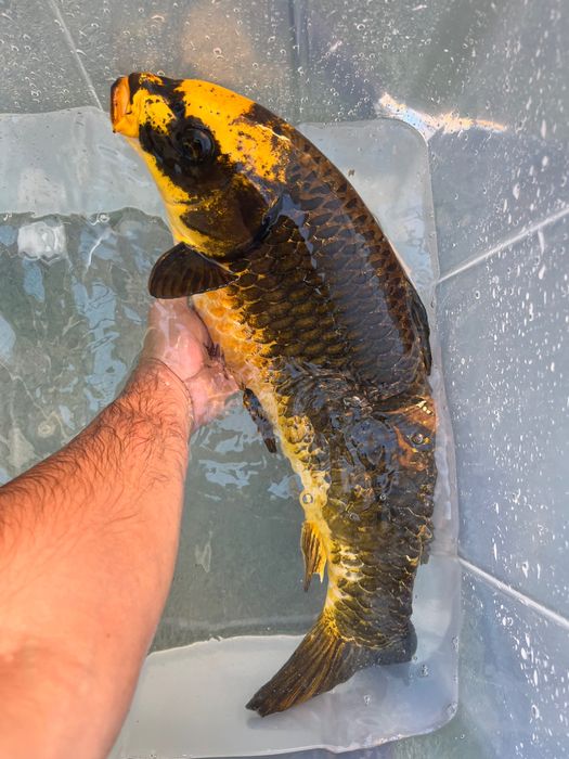 Carpa lindíssima