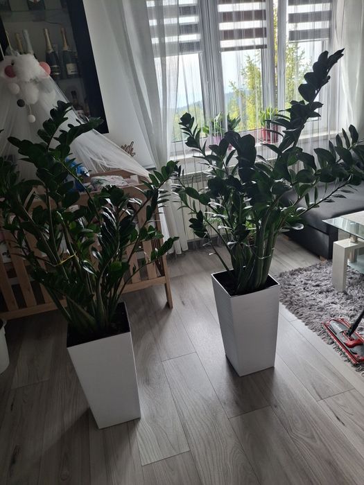 Sprzedam zamiokulkasy