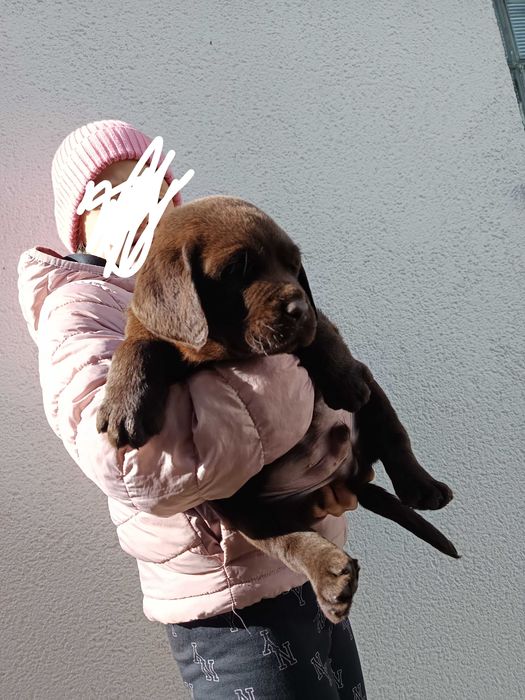 Labrador retriever czekoladowa suczka