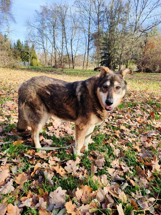 Beza psia seniorka zasługująca na swój dom
