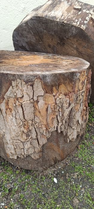 Toros de madeira,ideais para fazer mesas ou peças