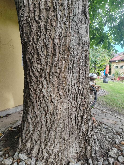 Drzewo orzech włoski bardzo duży