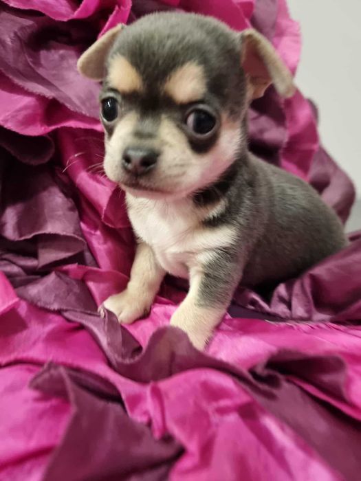 Szczeniaczki chihuahua cudowne