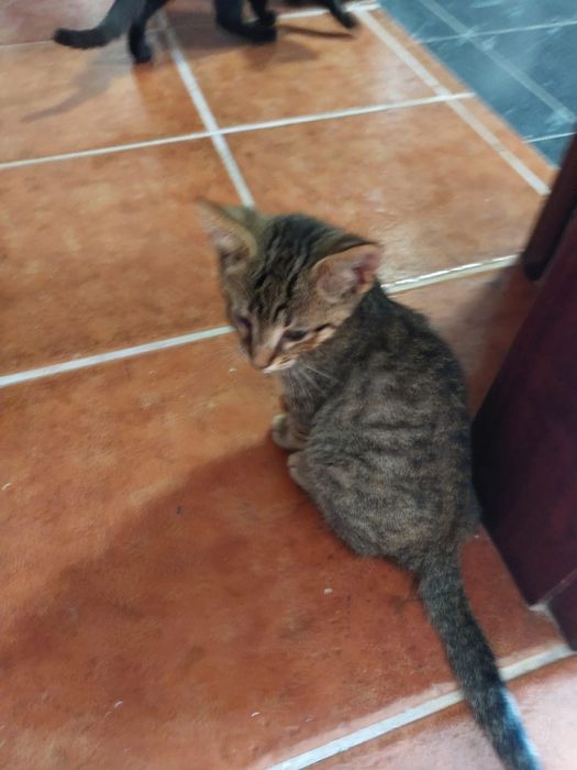 Gatinhos bebês com esterilização gratuita para adoção