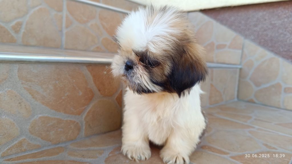 Piesek szczeniak shih tzu