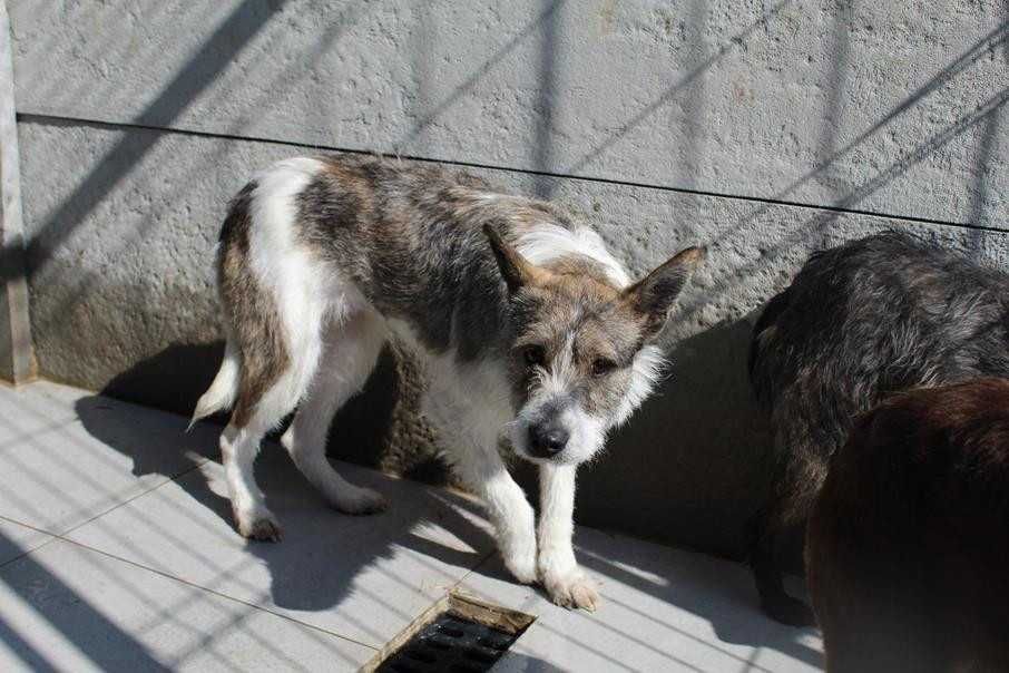 103449 Ludmiła do adopcji