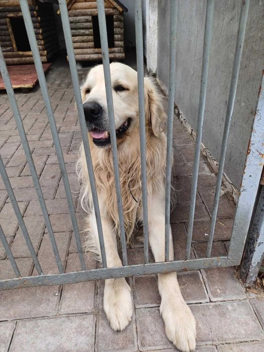 Goldi pies piesek gloden retriever w typie golden retriever szuka domu