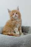 Gatinho Maine Coon com Lop