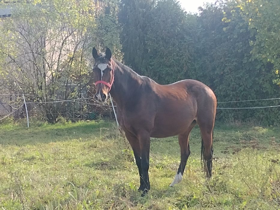 Klacz do rekreacji