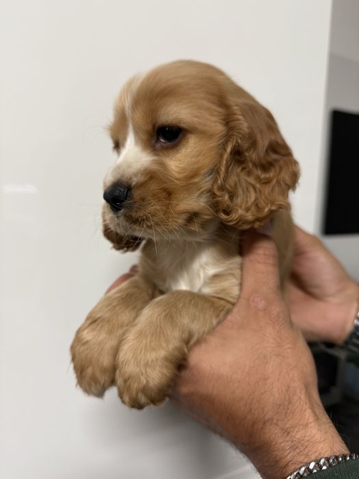 Cocker femea dourada