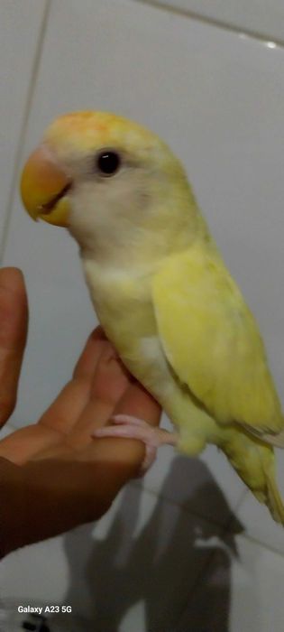 Agapone / agapornis macho