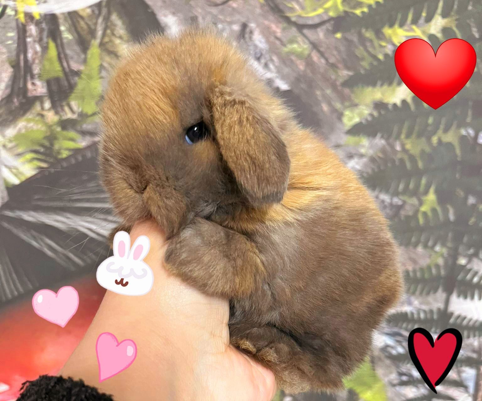 Kroliczki mini lop miniaturka hodowla zarejestrowana