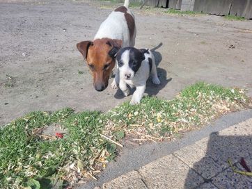 Jack Russell terrier