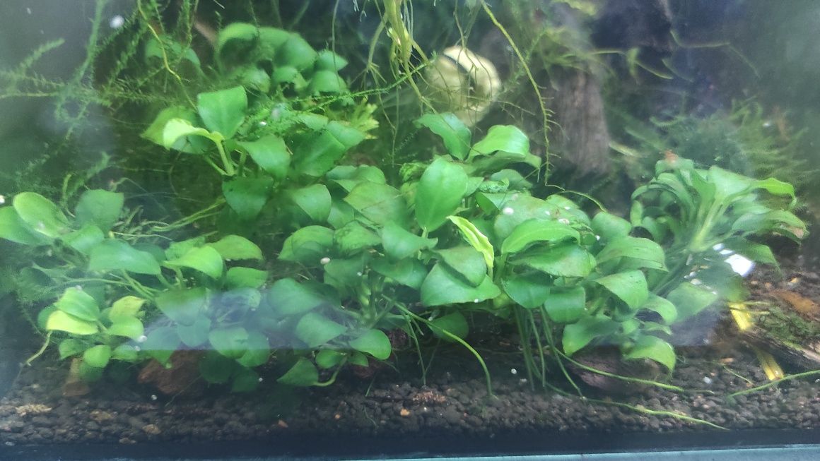 Anubias Nana Petit