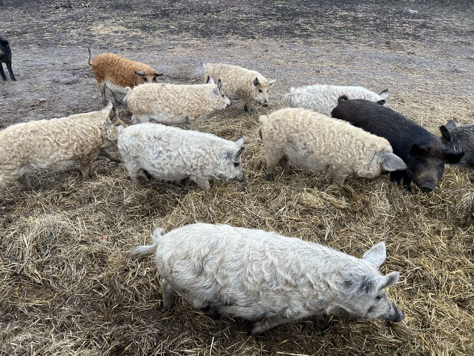 Поросята свині Мангали та Мангалиця