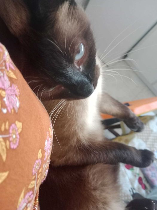 Petsitting Porto e arredores