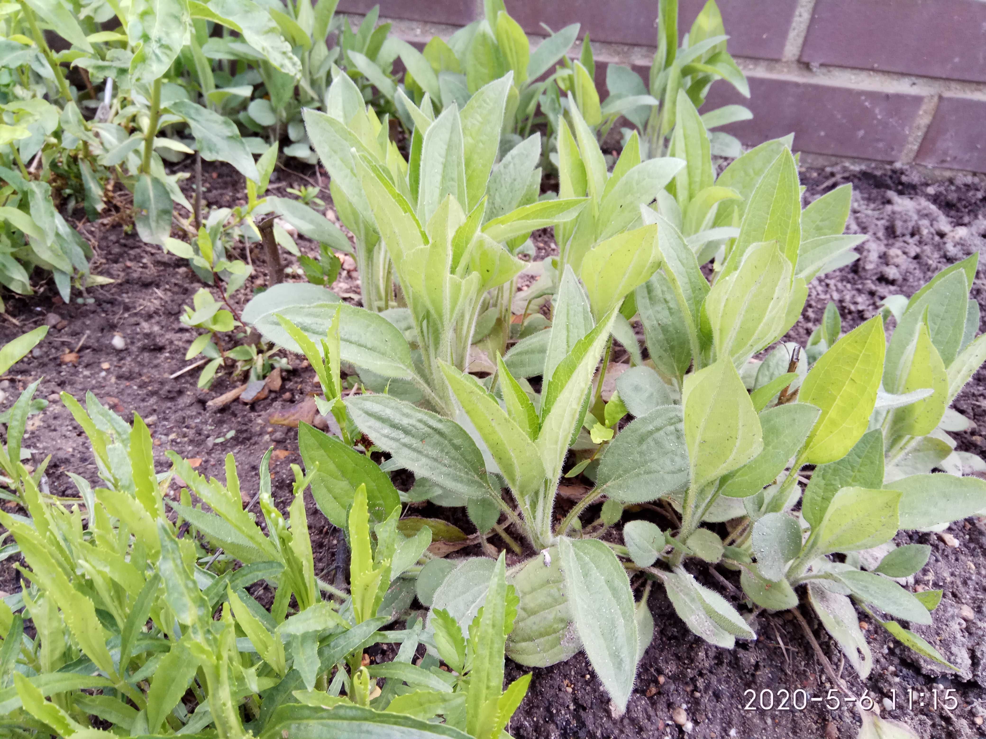 Rudbekia wieloletnia