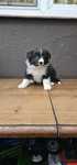 Border Collie szczeniak