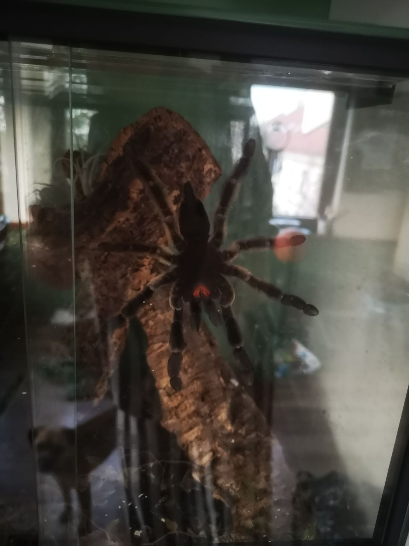 Psalmopoeus cambridgei samica plus terrarium 5,5 cm