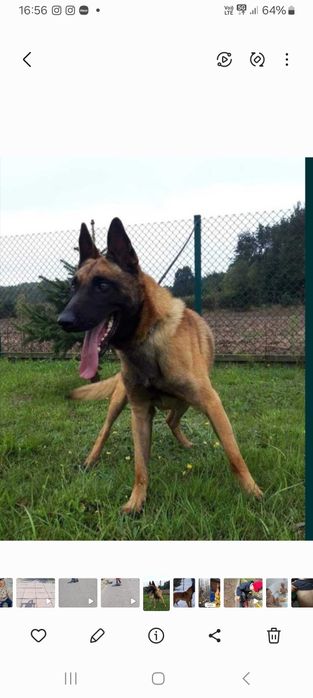 Owczarek belgijski malinois suczka