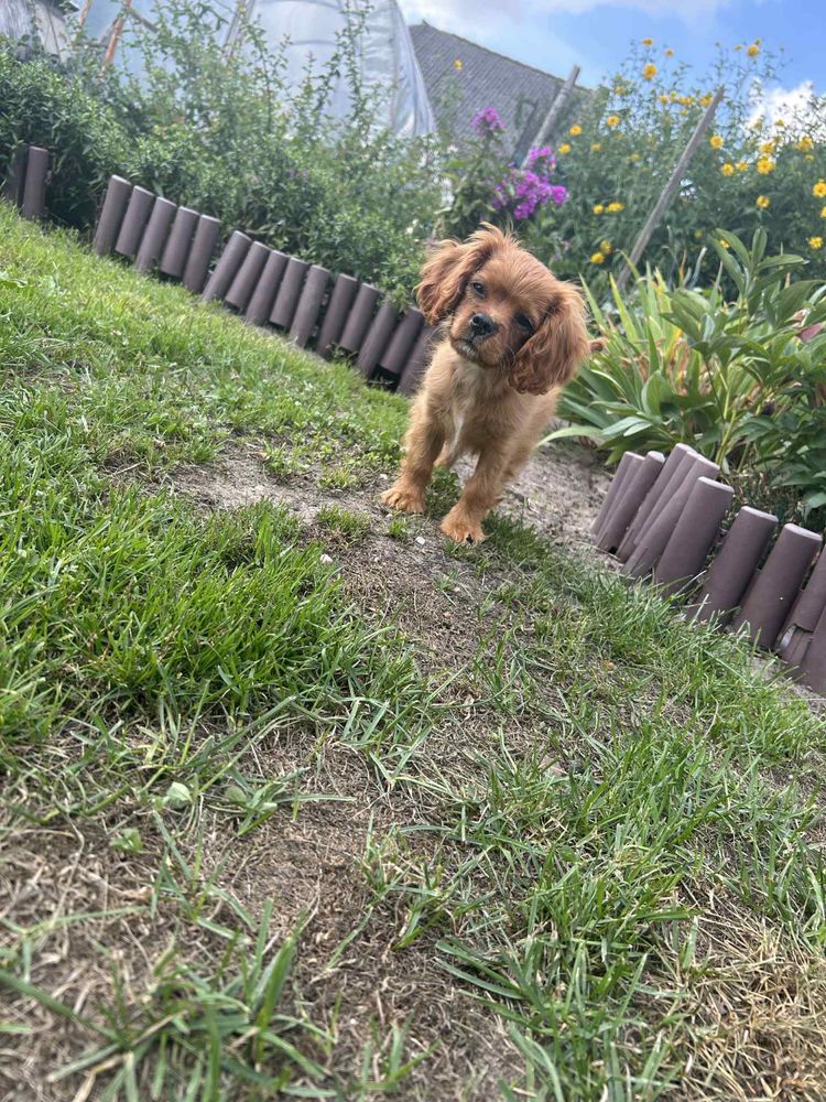 Cavalier King Charles Spaniel