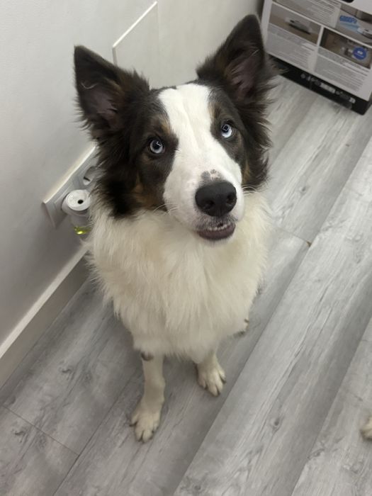 Border Collie - Adoção Responsável